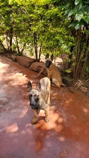 1-3 months Male Purebred Belgian Malinois