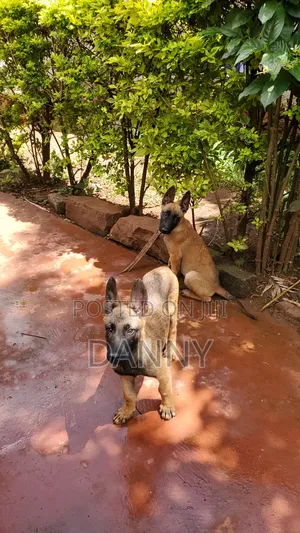 1-3 months Male Purebred Belgian Malinois