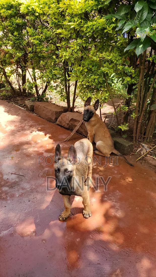 1-3 months Male Purebred Belgian Malinois - thumbnail 2