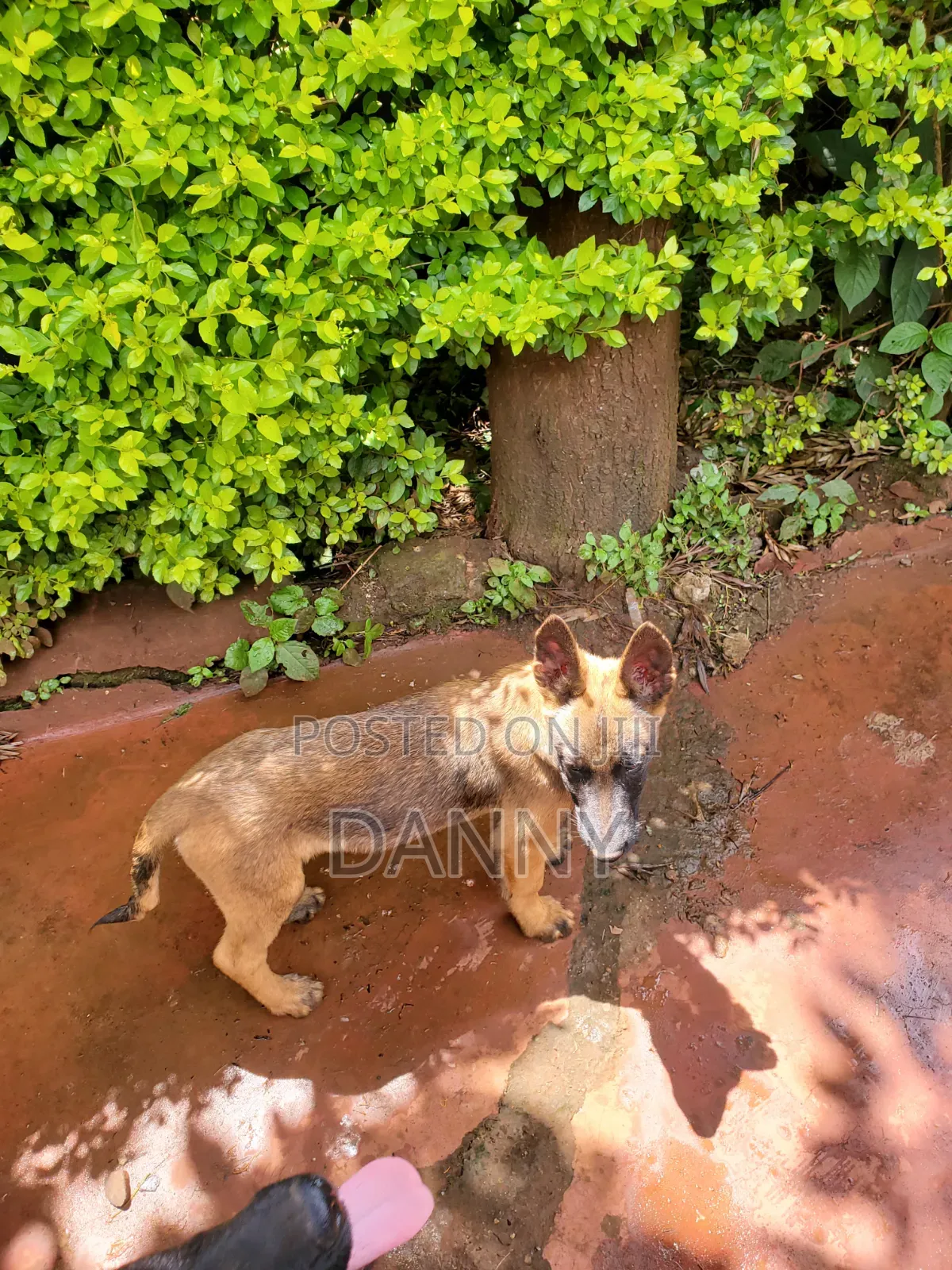 1-3 months Male Purebred Belgian Malinois