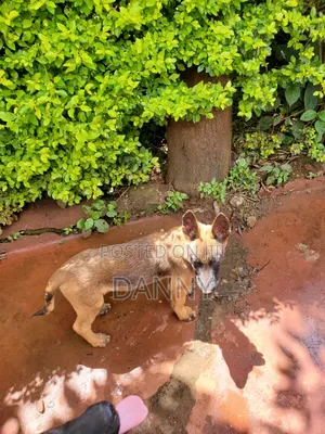 1-3 months Male Purebred Belgian Malinois