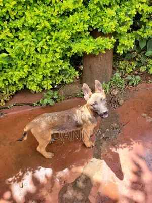 1-3 months Male Purebred Belgian Malinois