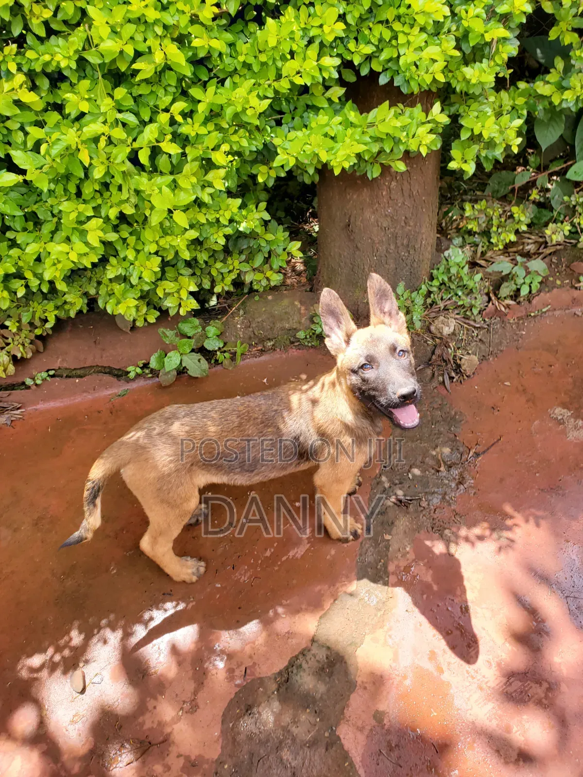 1-3 months Male Purebred Belgian Malinois