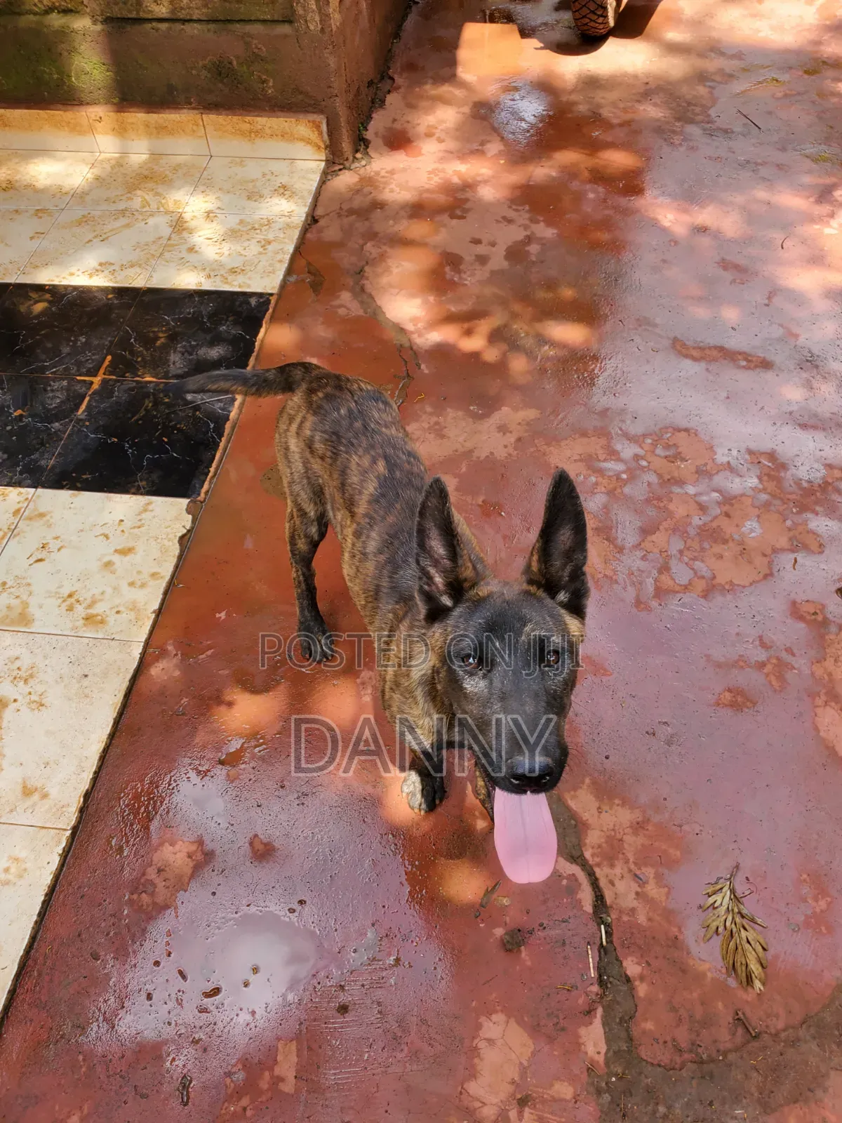 1-3 months Male Purebred Belgian Malinois
