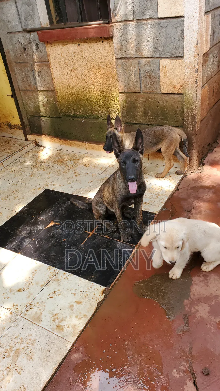 1-3 months Male Purebred Belgian Malinois
