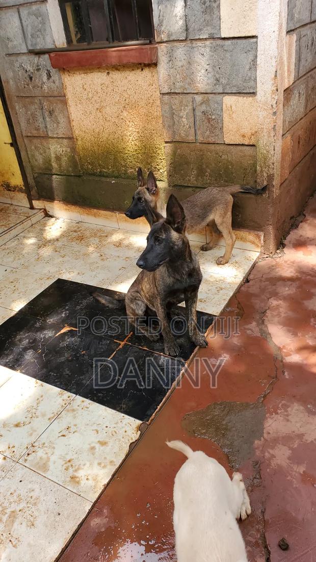 1-3 months Male Purebred Belgian Malinois - thumbnail 8