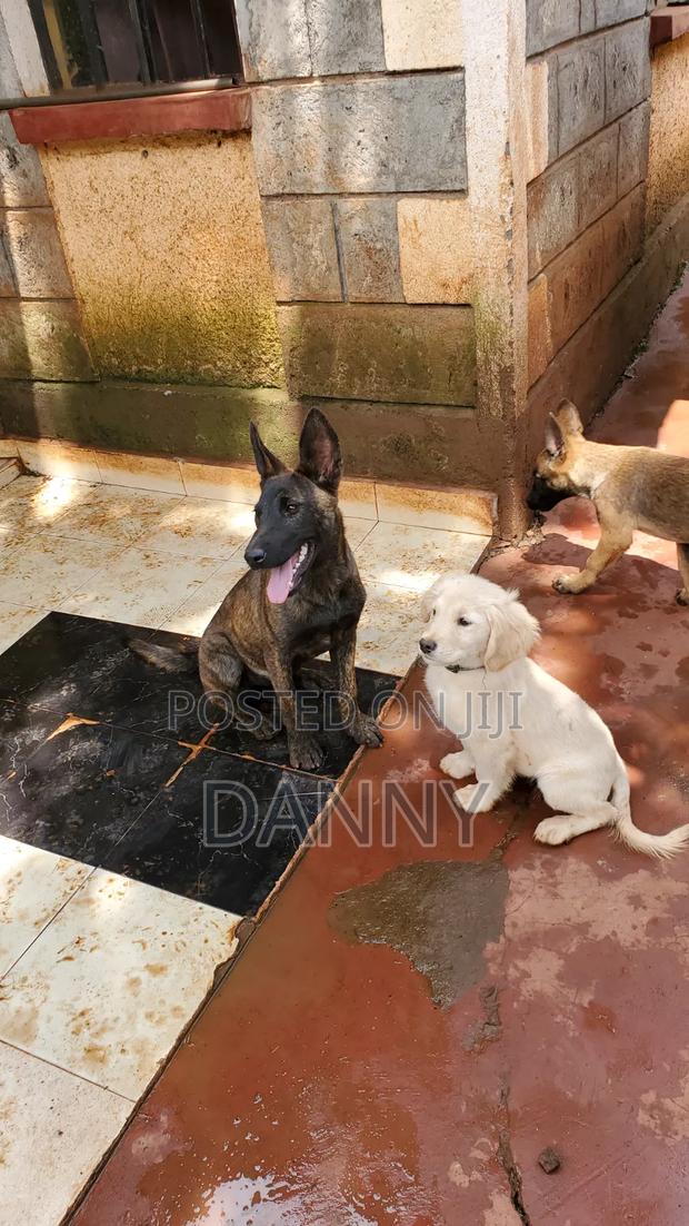 1-3 months Male Purebred Belgian Malinois - thumbnail 9