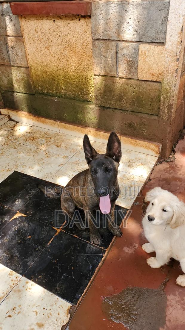 1-3 months Male Purebred Belgian Malinois - thumbnail 10