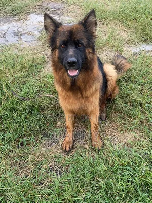 1+ year Male Purebred German Shepherd