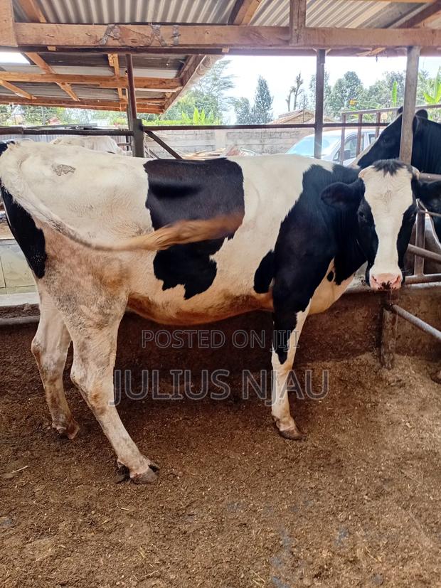 Pedigree Incalf Heifer