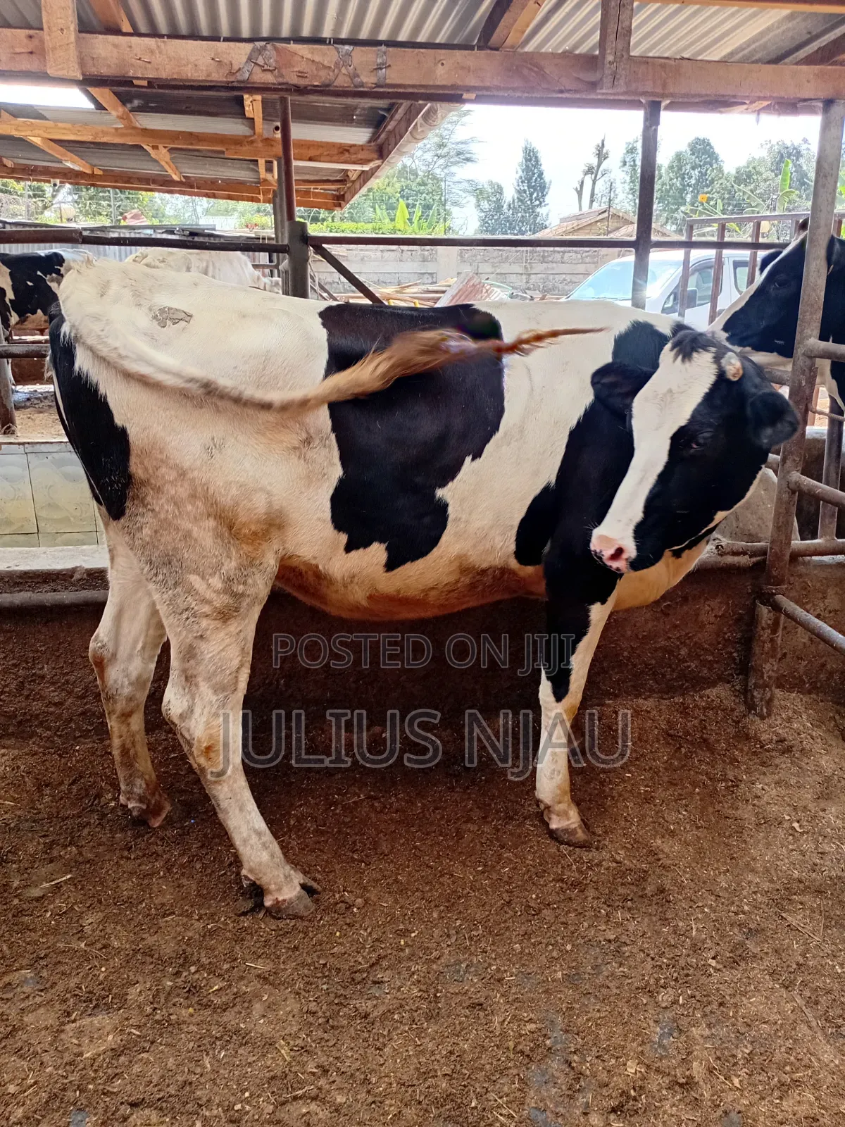 Pedigree Incalf Heifer