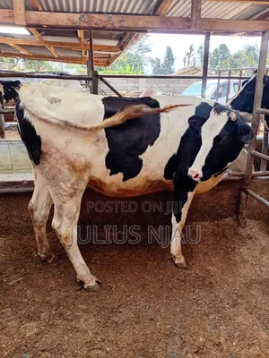 Pedigree Incalf Heifer