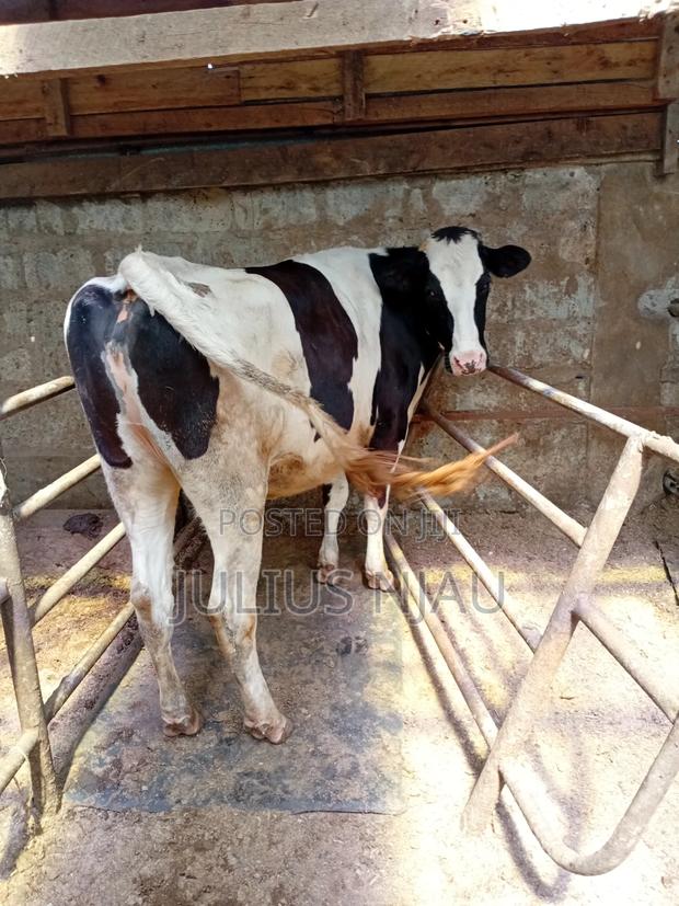 Pedigree Incalf Heifer - thumbnail 3