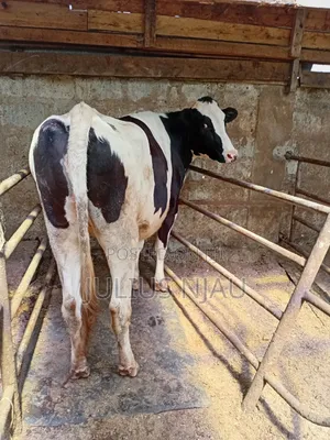Pedigree Incalf Heifer