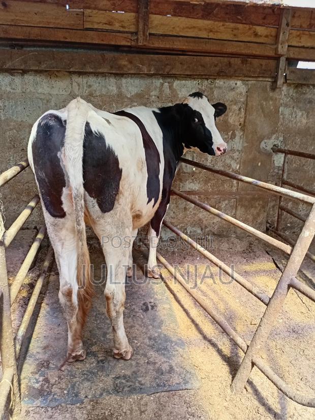 Pedigree Incalf Heifer - thumbnail 4