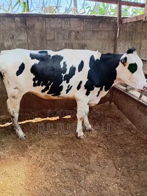 Fleckview Incalf Heifer