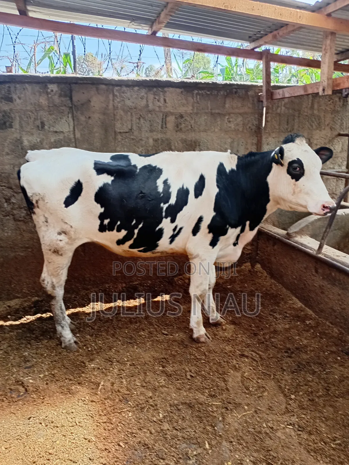 Fleckview Incalf Heifer
