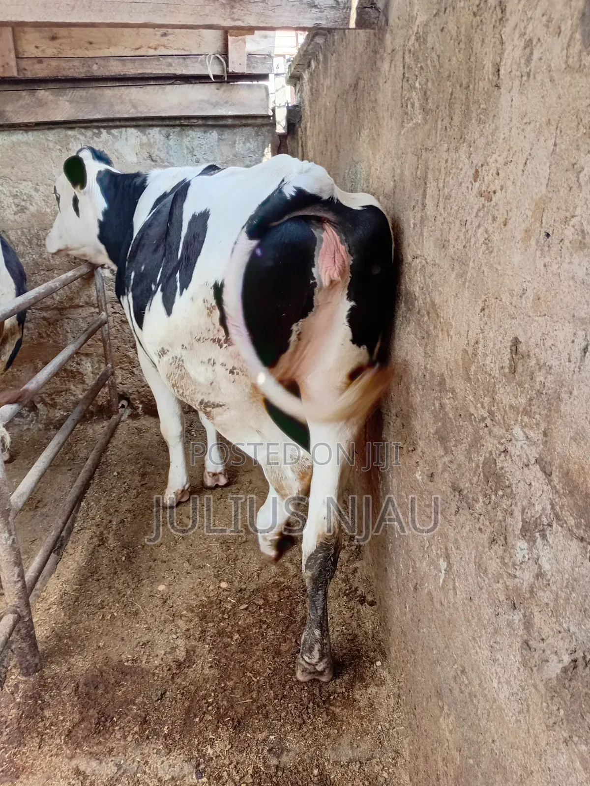 Fleckview Incalf Heifer