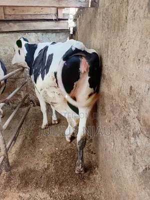 Fleckview Incalf Heifer