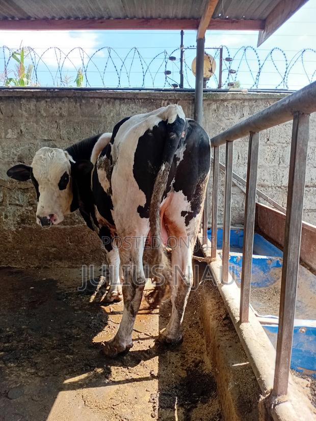 Breeding Bull - thumbnail 2