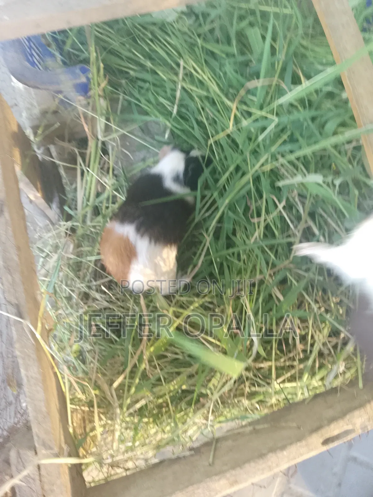 Rats for Sale