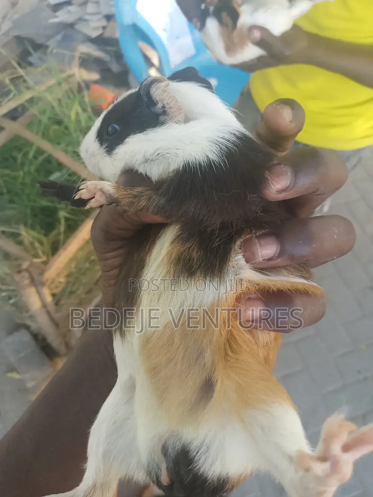 Rats for Sale