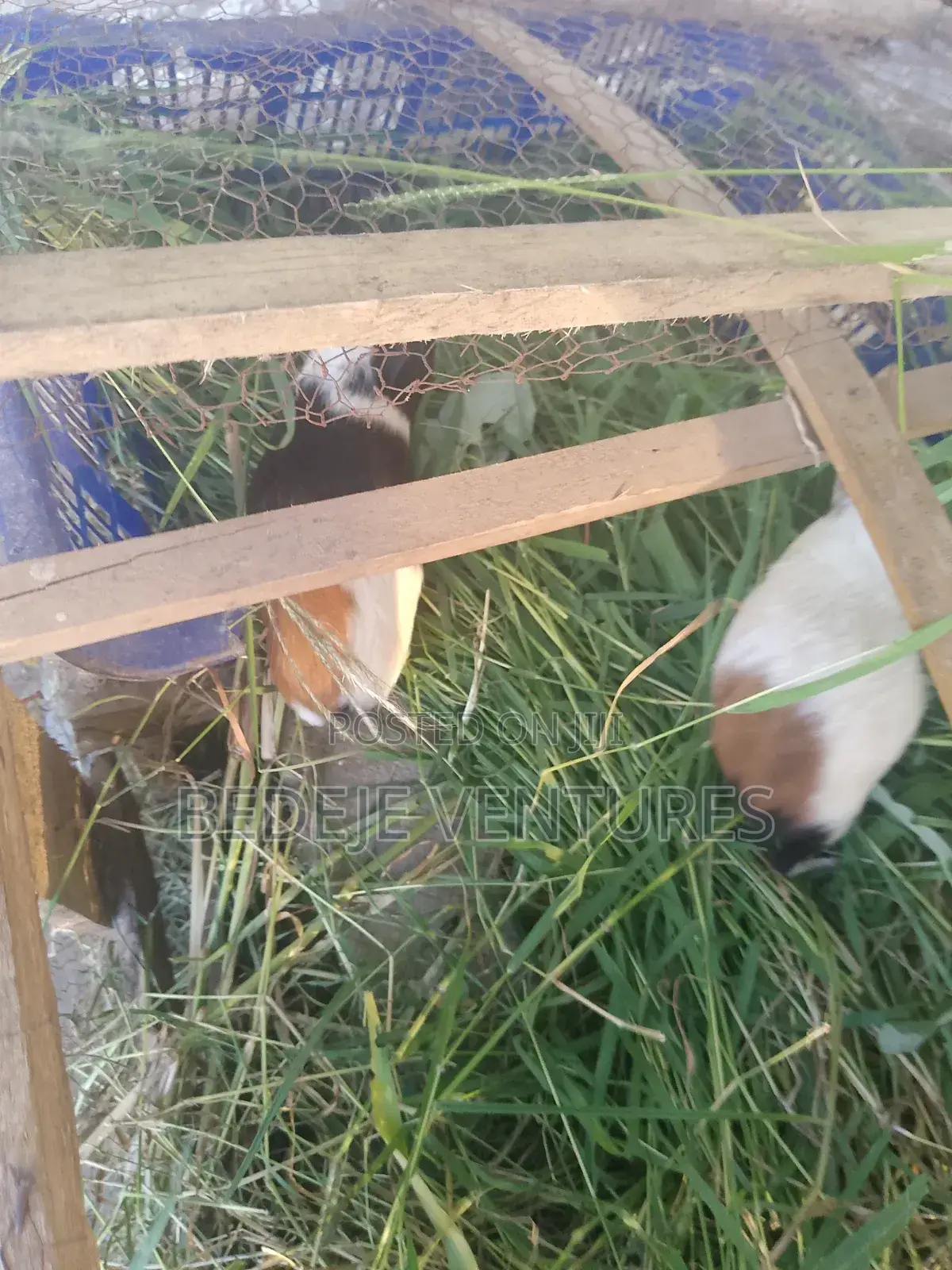 Rats for Sale