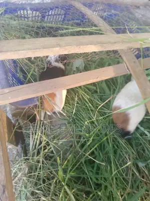 Rats for Sale