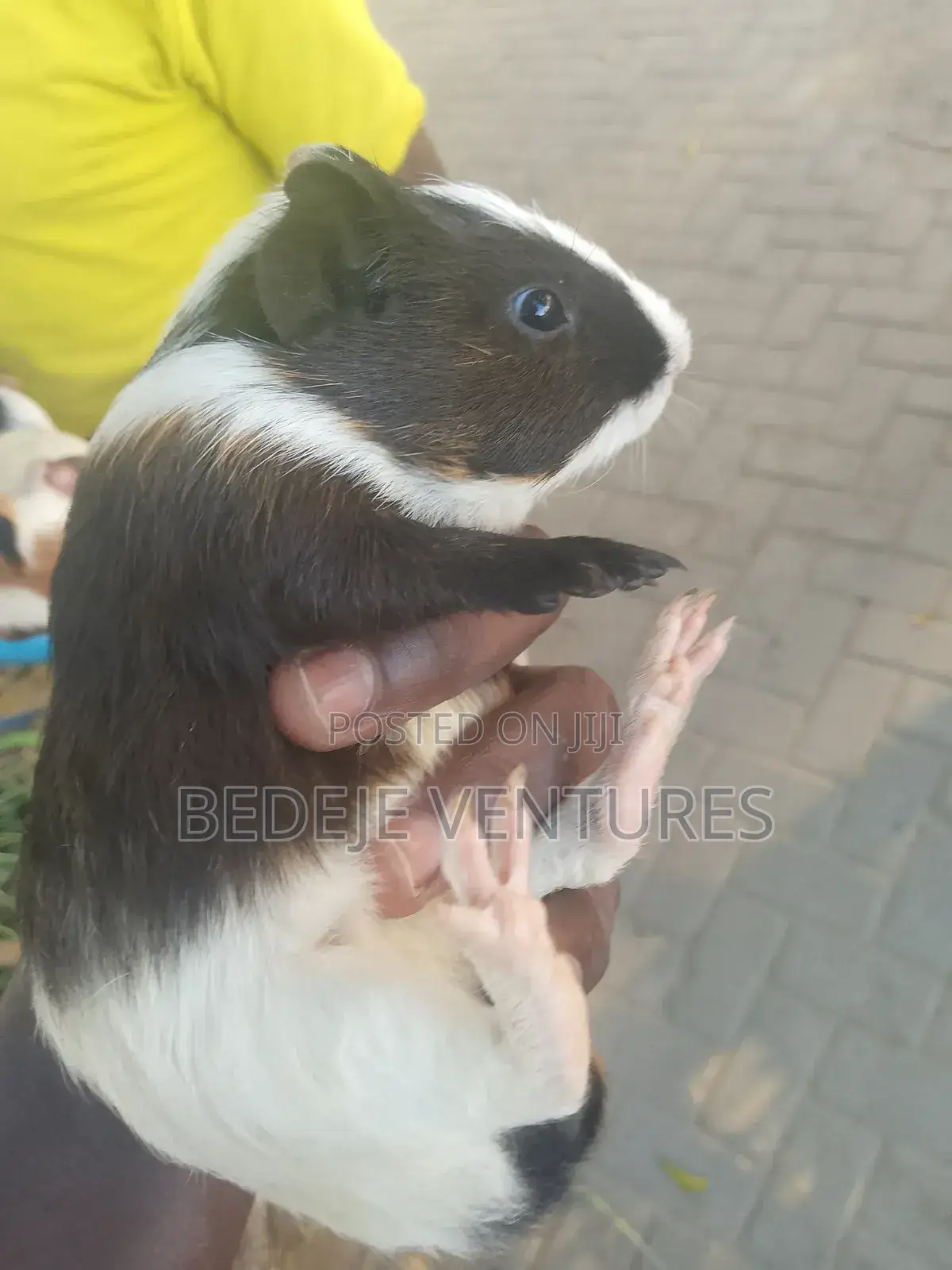 Rats for Sale