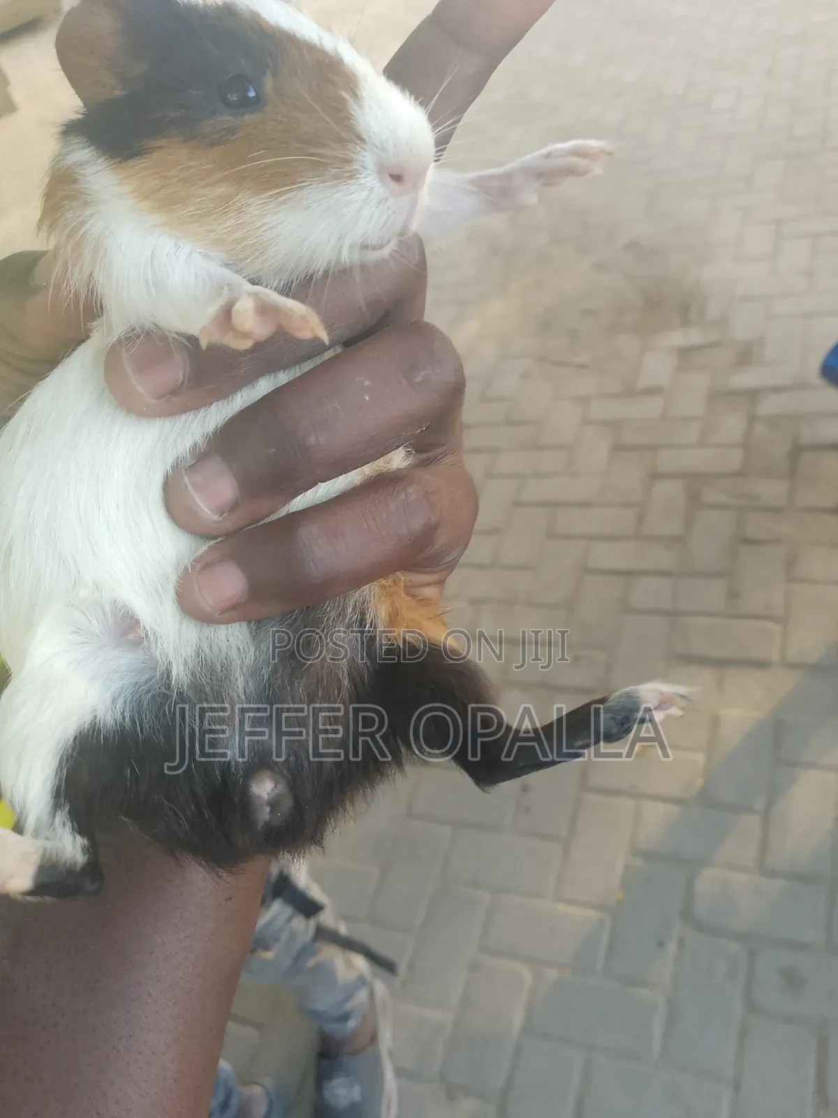 Rats for Sale