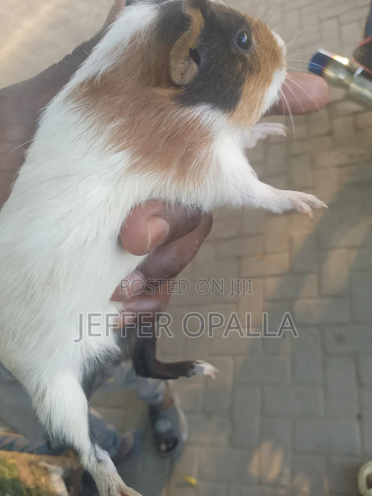 Rats for Sale