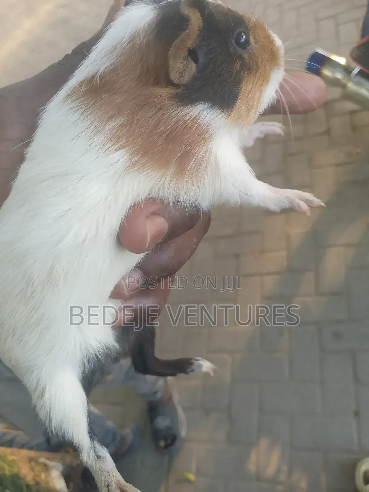 Rats for Sale