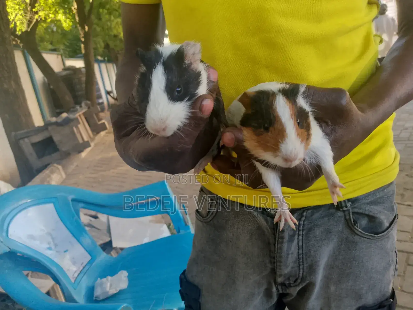 Rats for Sale