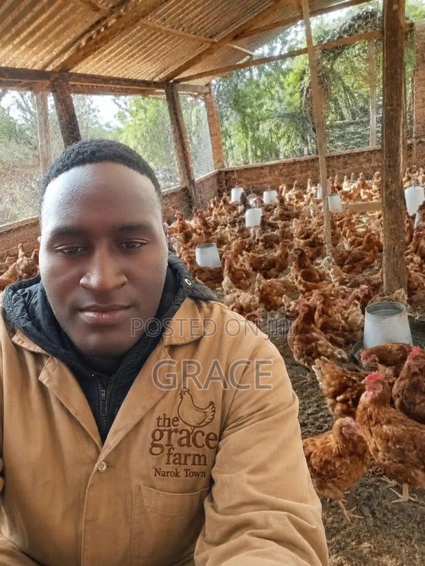 Poultry Farm Manure - thumbnail 3