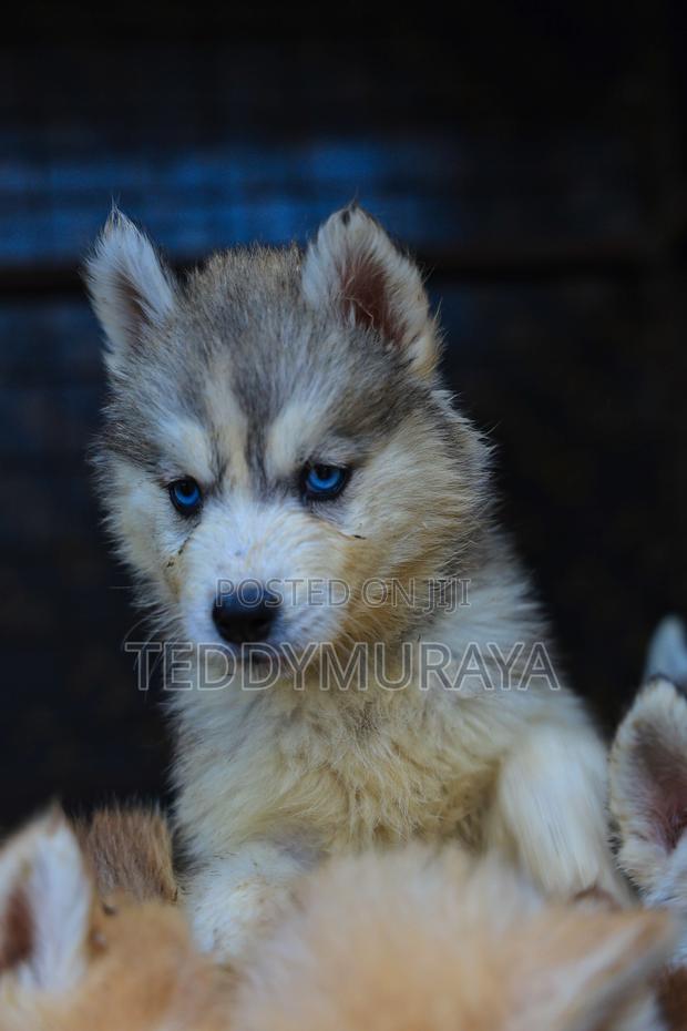 1-3 months Female Purebred Siberian Husky - thumbnail 4