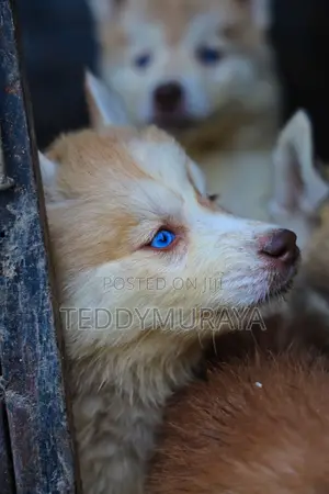 1-3 months Female Purebred Siberian Husky