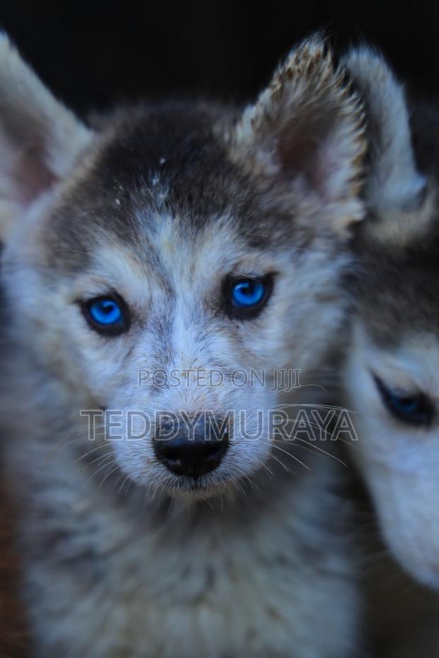 1-3 months Female Purebred Siberian Husky - thumbnail 3