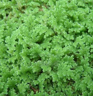 Azolla for Sale