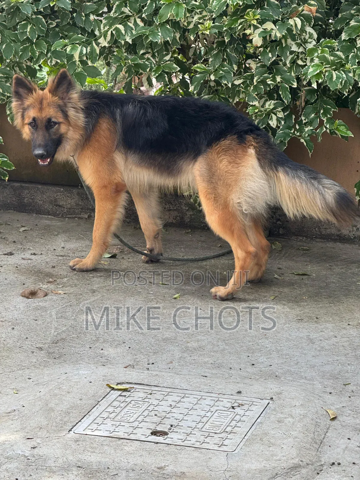1+ year Male Purebred German Shepherd