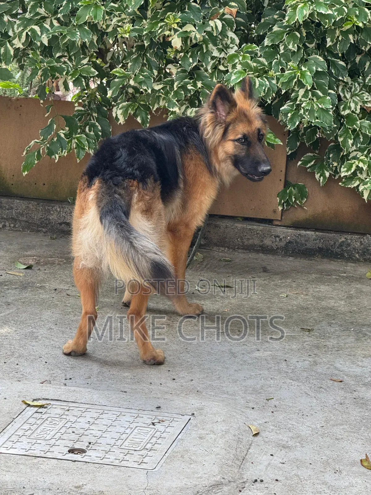 1+ year Male Purebred German Shepherd