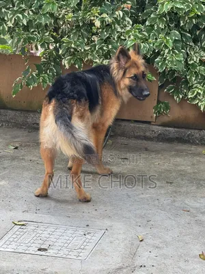 1+ year Male Purebred German Shepherd