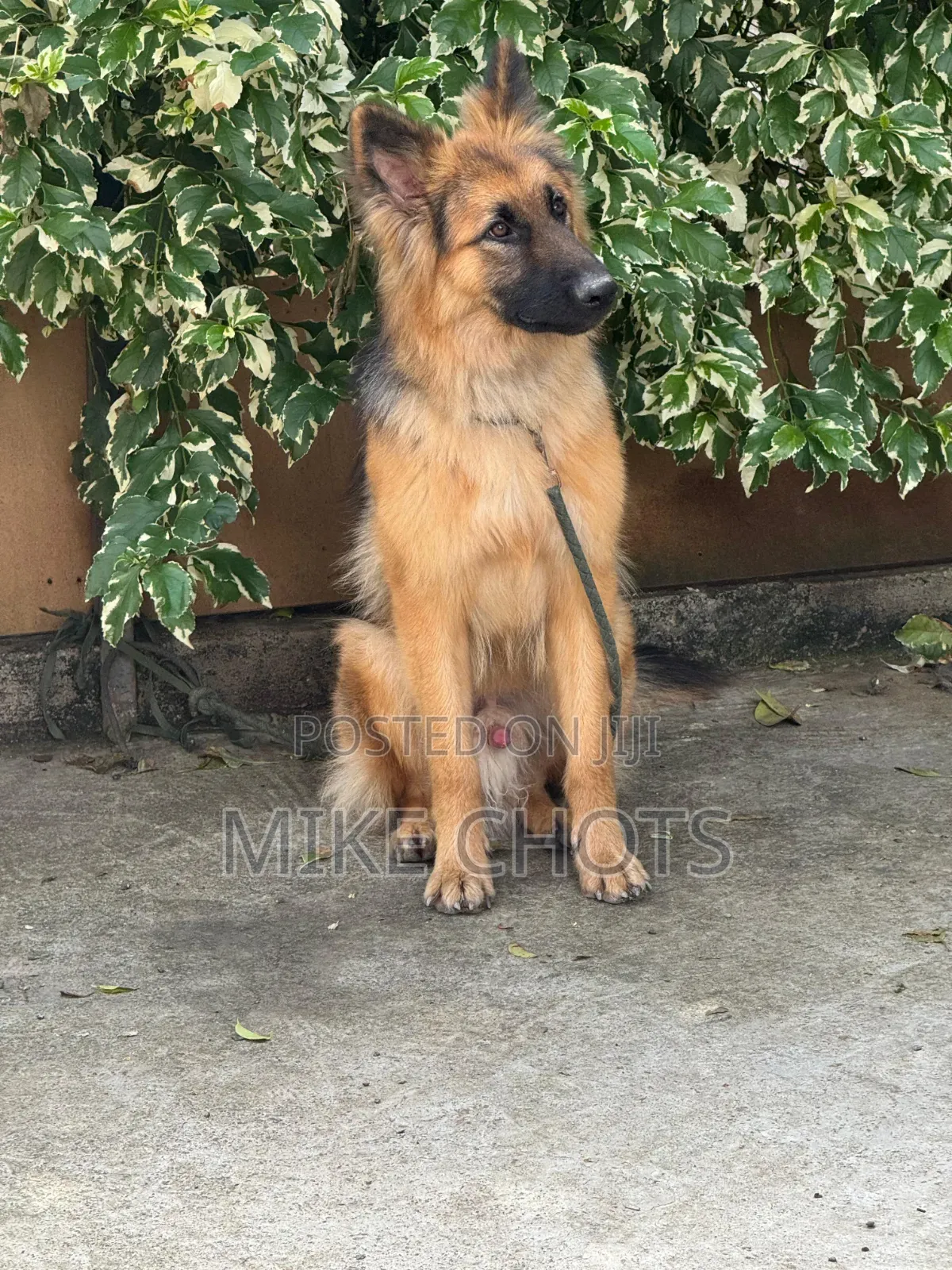1+ year Male Purebred German Shepherd