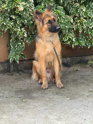 1+ year Male Purebred German Shepherd
