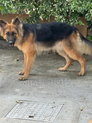 1+ year Male Purebred German Shepherd