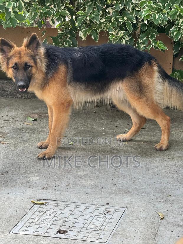1+ year Male Purebred German Shepherd - thumbnail 4