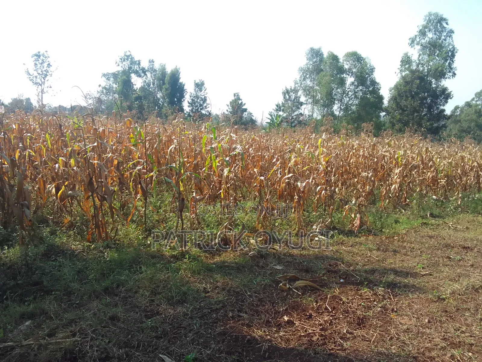 An Acre Freehold Land in Kisumu Behind Royal Swiz Hotel
