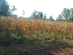An Acre Freehold Land in Kisumu Behind Royal Swiz Hotel