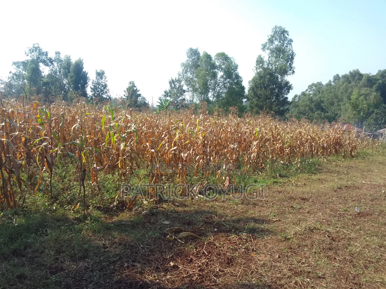 An Acre Freehold Land in Kisumu Behind Royal Swiz Hotel