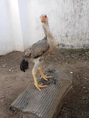 Pure 3 Months Old Kuchi Chicks