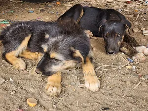 1-3 months Male Mixed Breed Rottweiler